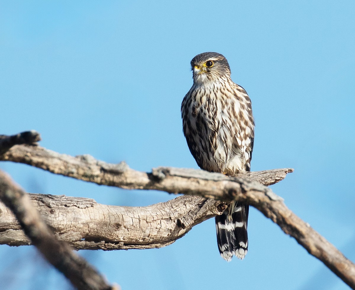 Esmerejón (de la taiga) - ML649406765
