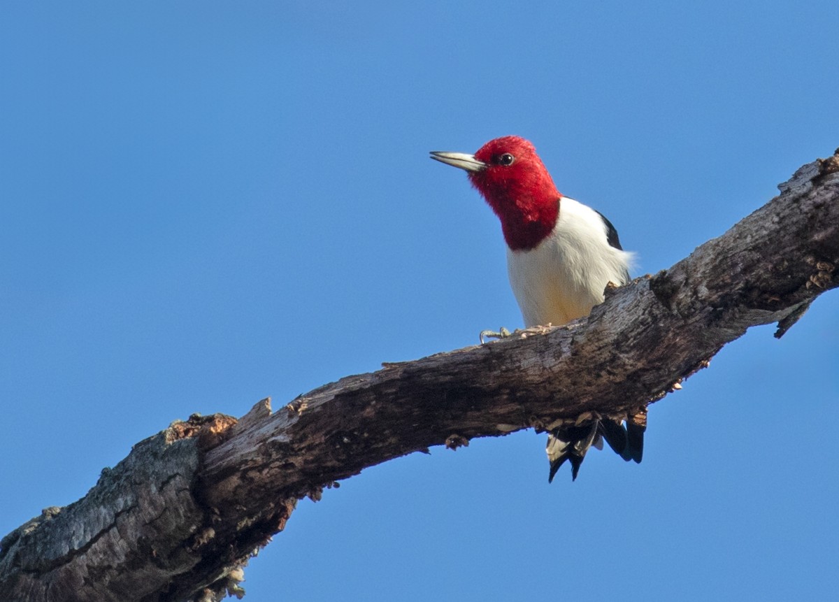 Carpintero Cabecirrojo - ML649406793