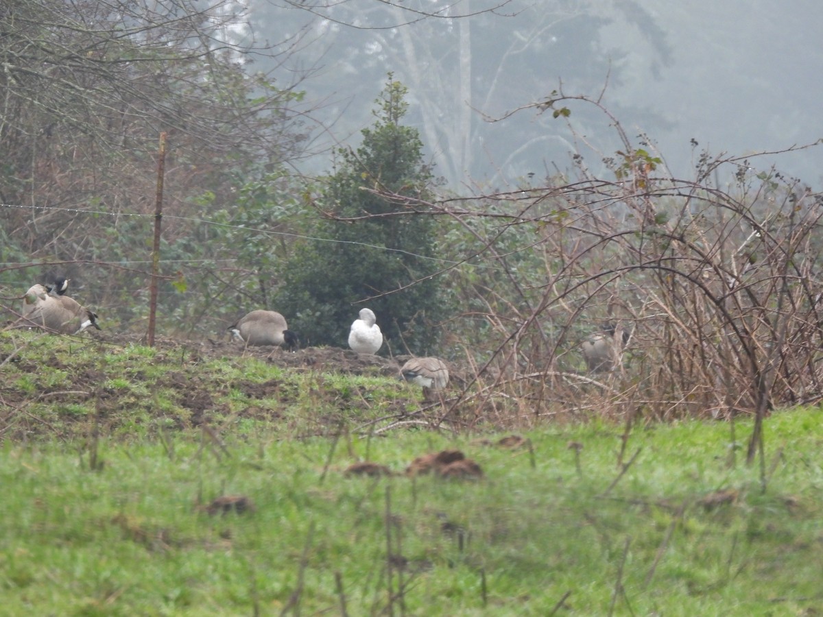 Snow Goose - ML649406876