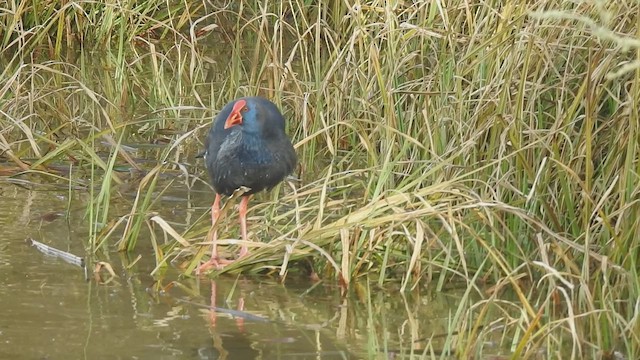 פורפיריה מערבית - ML649406911
