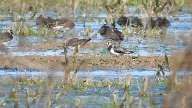 קיווית מצויצת - ML649407263