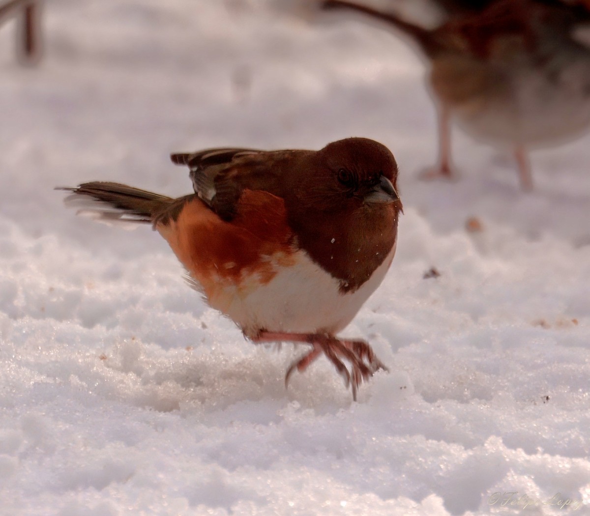 Eastern Towhee - ML649407264