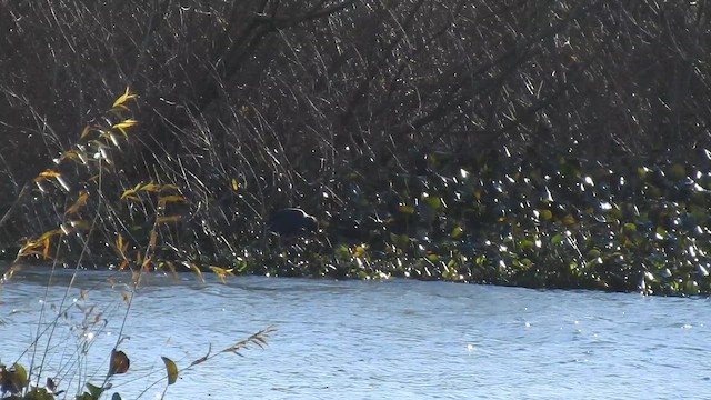 פורפיריה מערבית - ML649407291