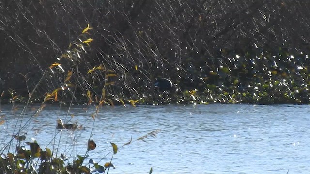 פורפיריה מערבית - ML649407292