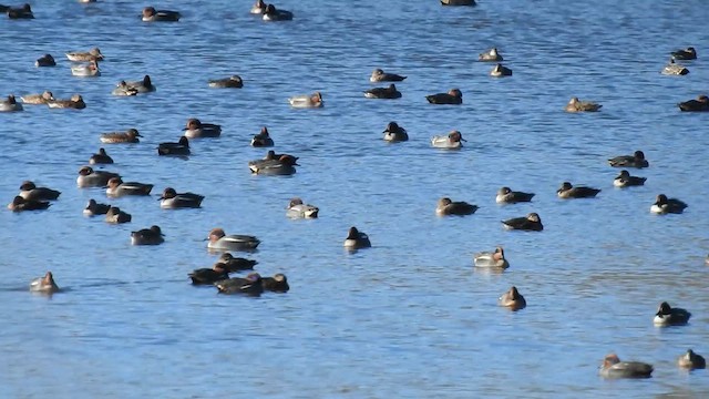 שרשיר מצוי - ML649407322