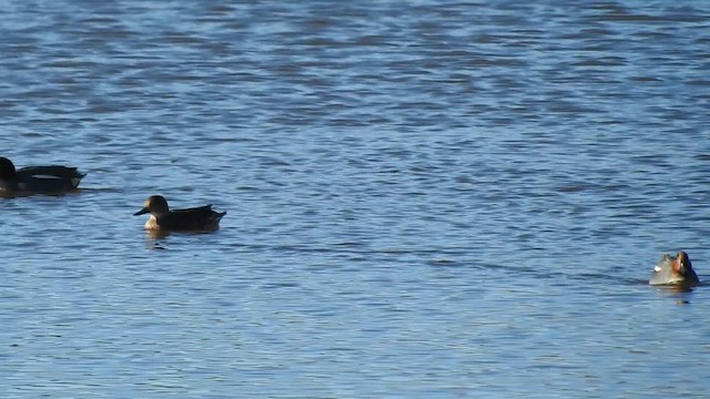 שרשיר מצוי - ML649407343