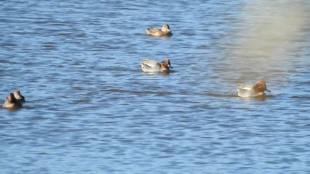 שרשיר מצוי - ML649407344