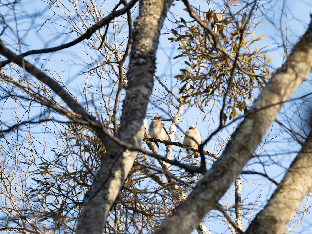 Japanese Waxwing - ML649407374