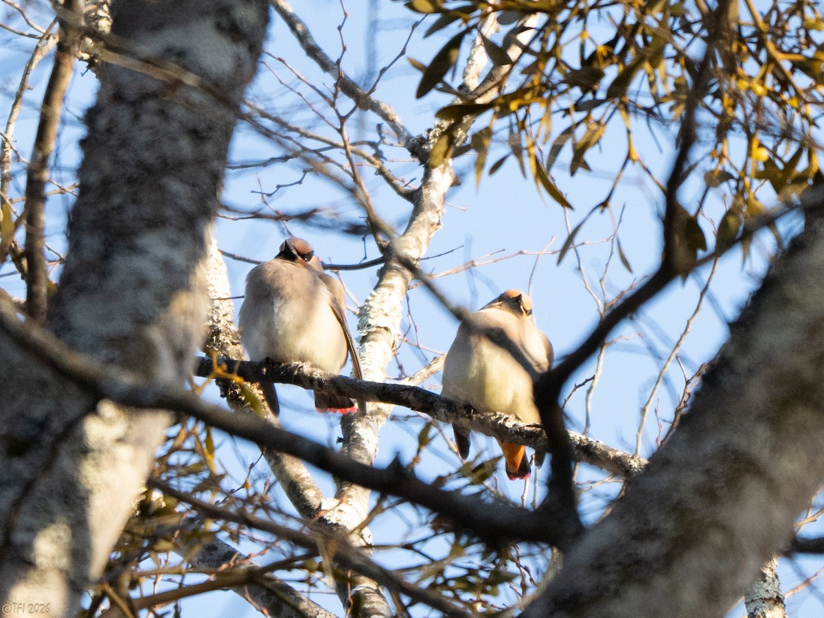 Japanese Waxwing - ML649407380