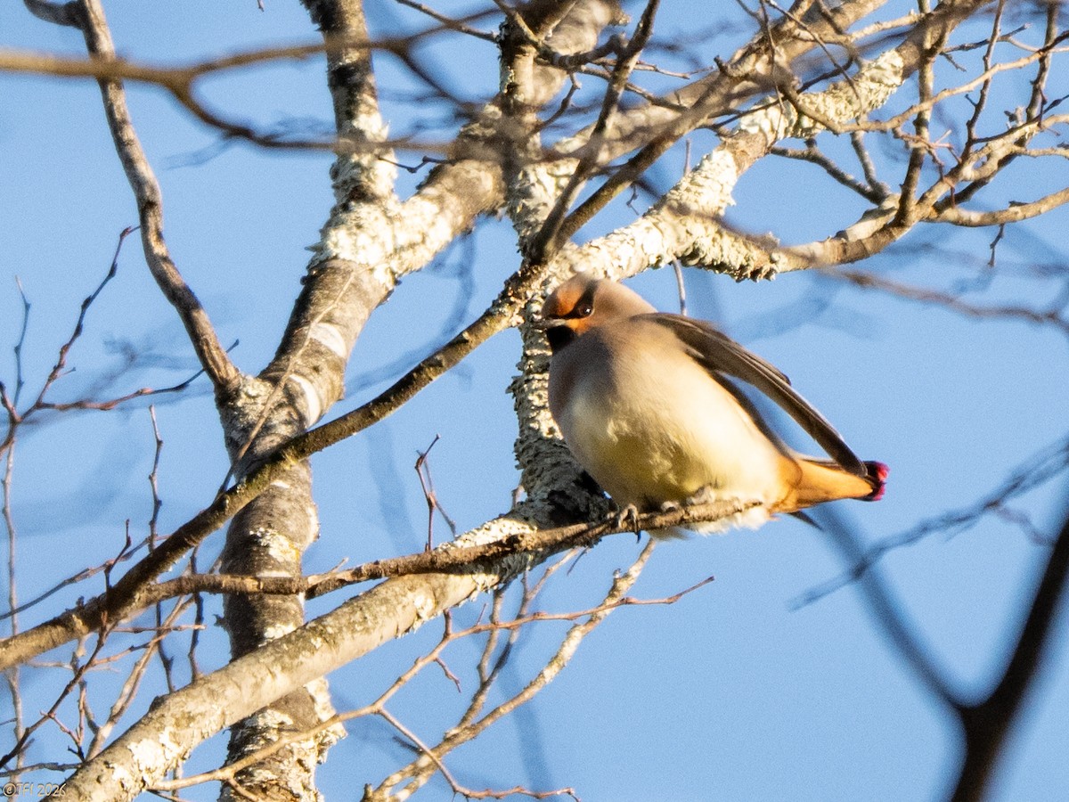 Japanese Waxwing - ML649407436