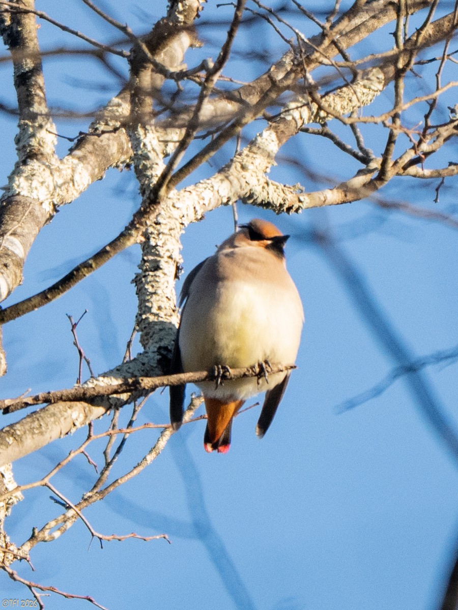 Japanese Waxwing - ML649407524