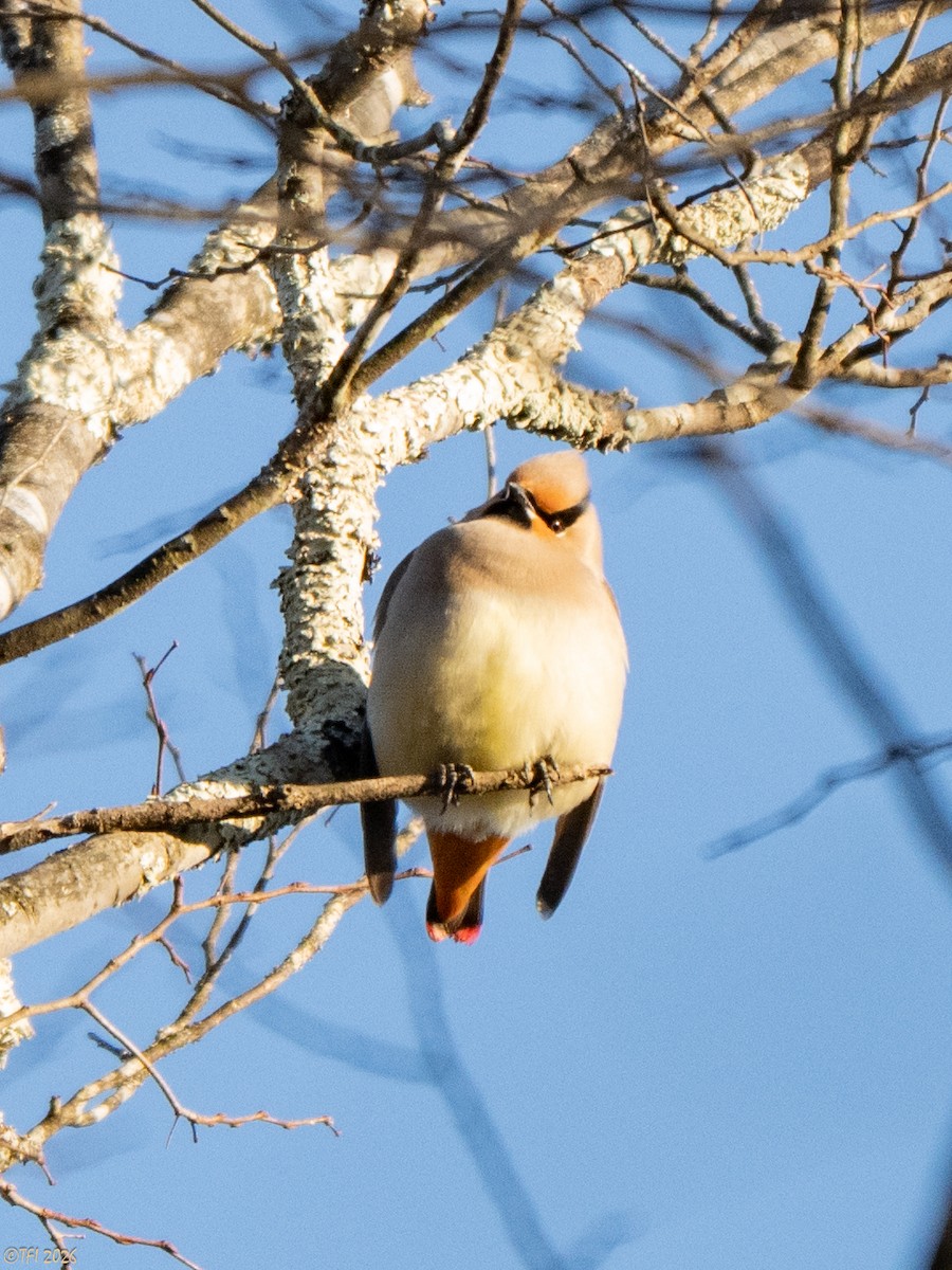 Japanese Waxwing - ML649407525