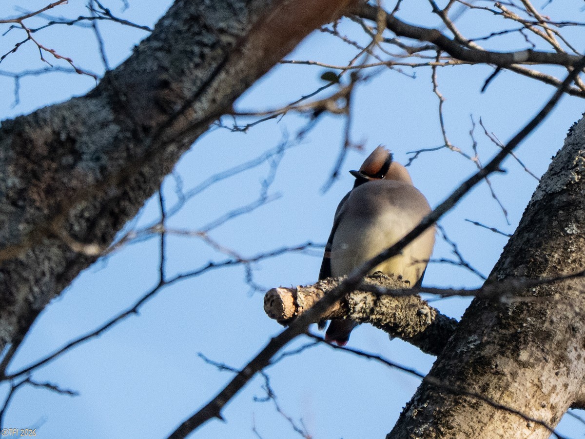 Japanese Waxwing - ML649407531
