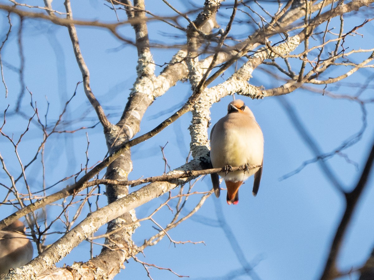 Japanese Waxwing - ML649407534