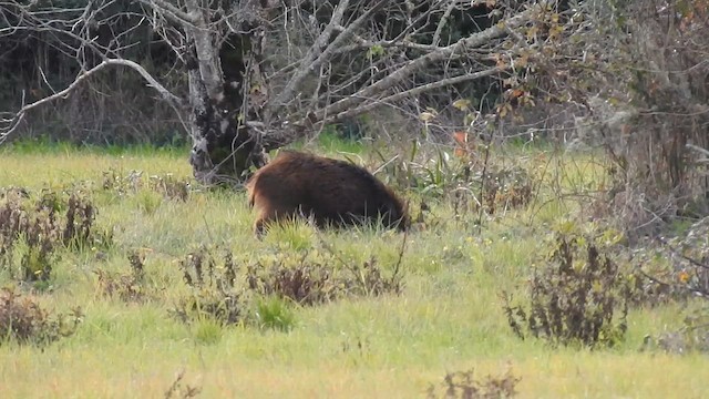חזיר בר מרכז אירופאי - ML649407537