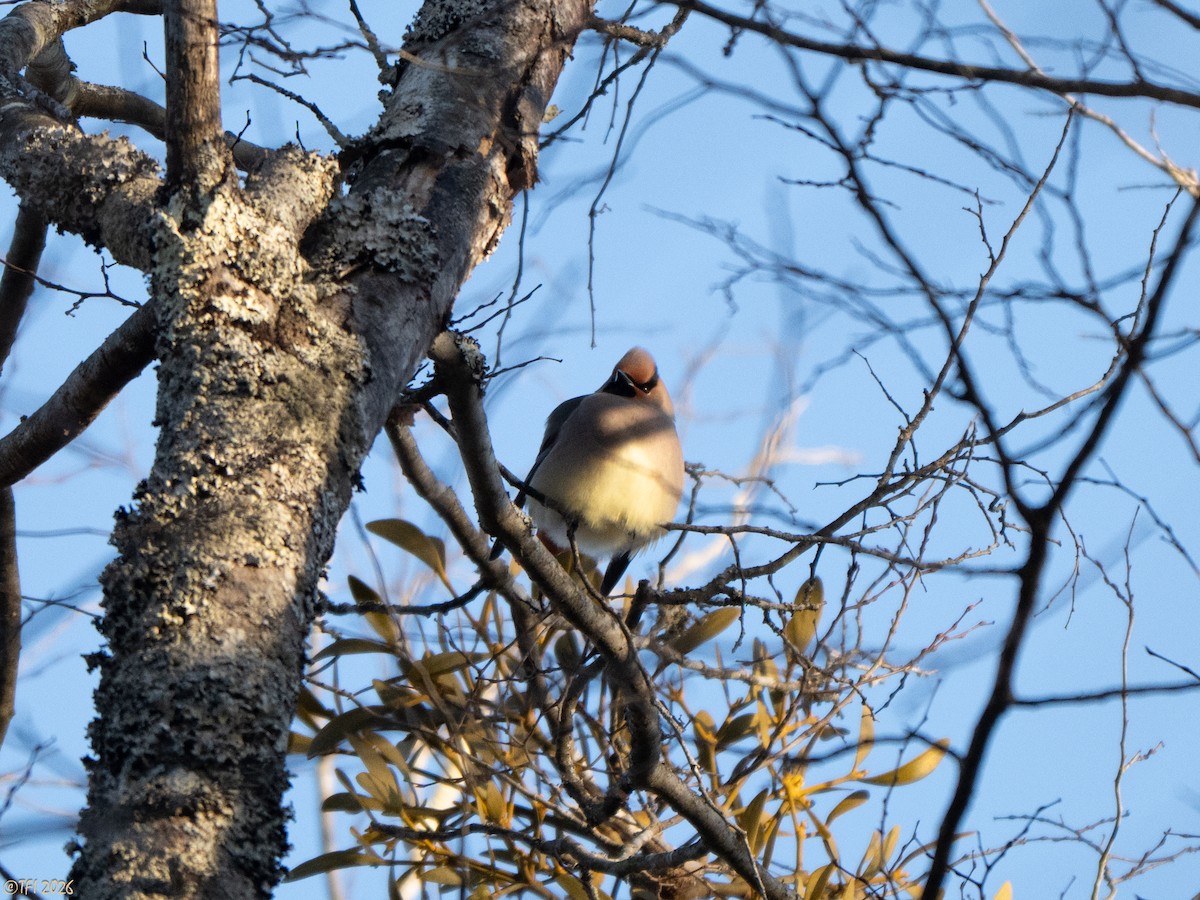 Japanese Waxwing - ML649407538