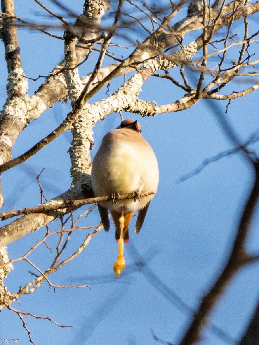 Japanese Waxwing - ML649407560