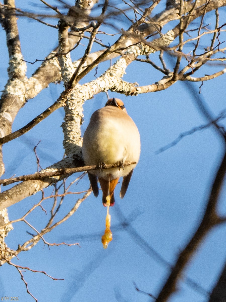 Japanese Waxwing - ML649407565