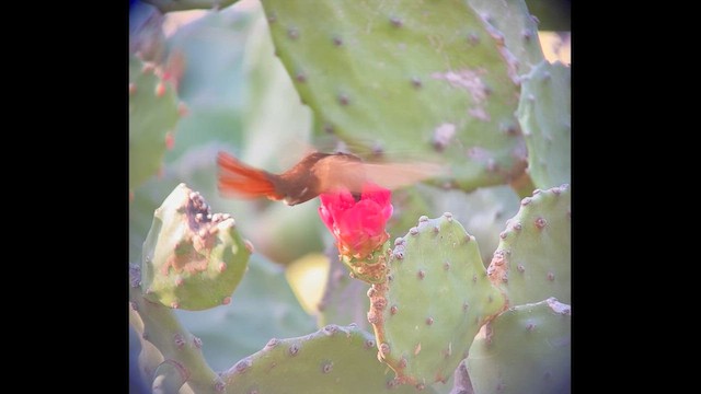 Ruby-topaz Hummingbird - ML649407571