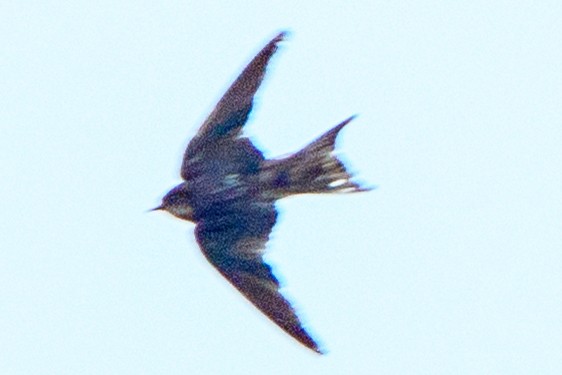 Ластівка сільська - ML649407644