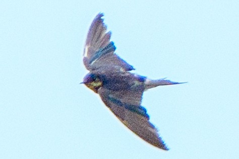 Ластівка сільська - ML649407645