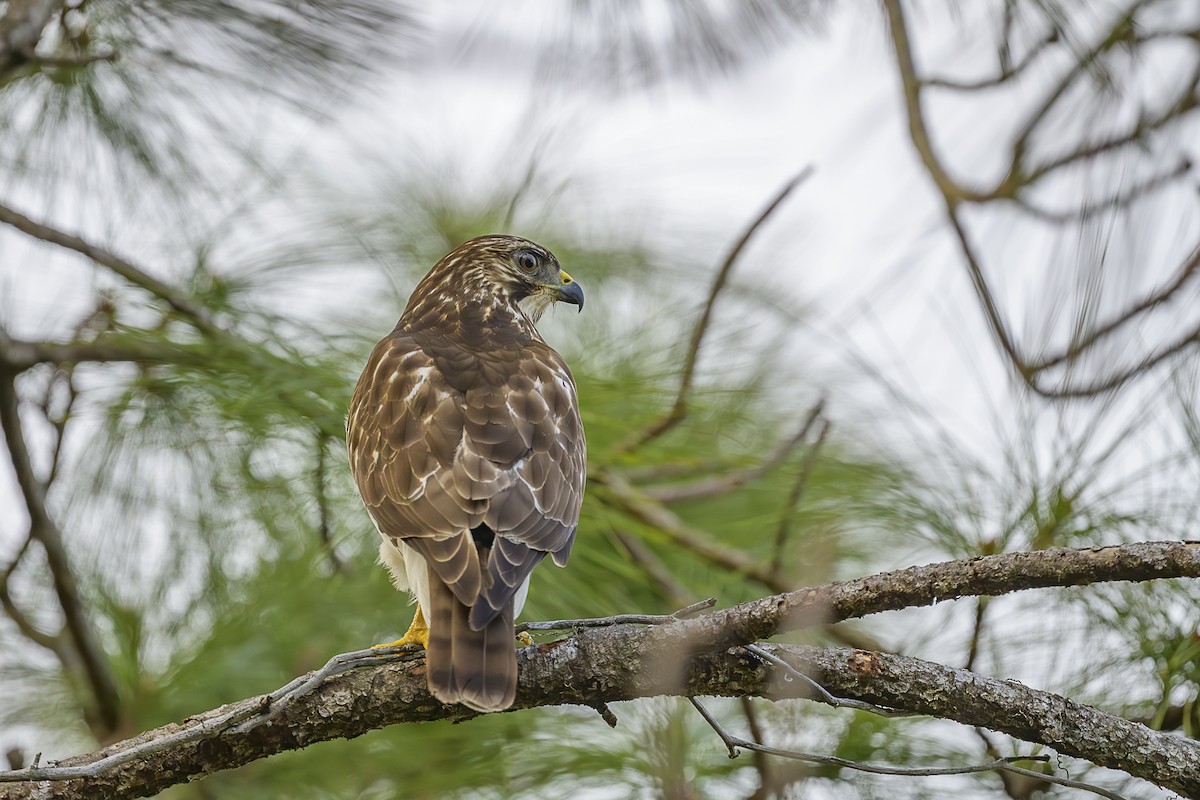 Busardo Aliancho - ML649407734