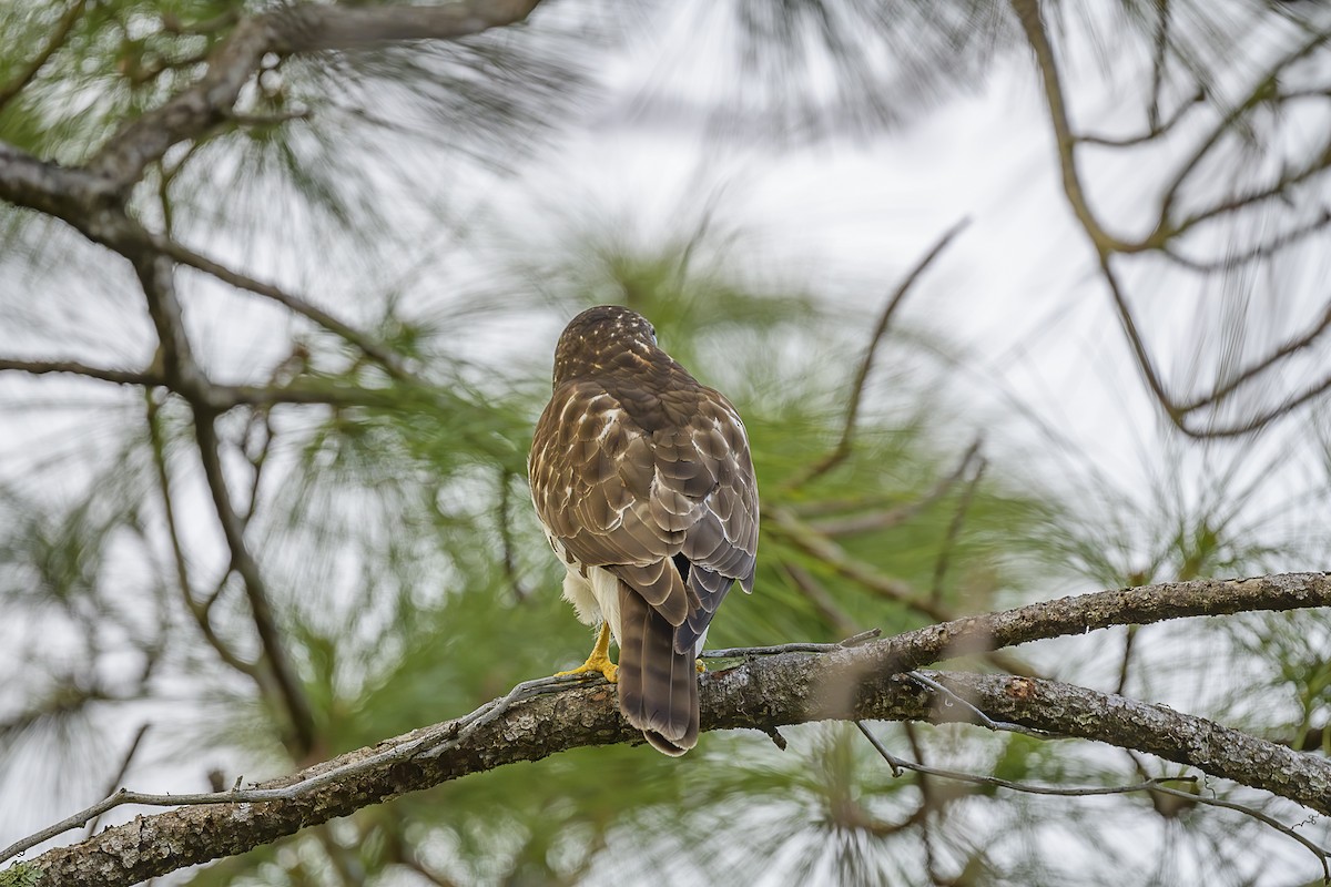 Busardo Aliancho - ML649407736