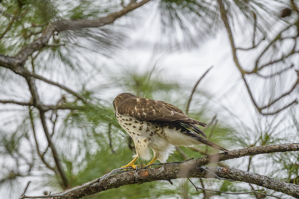 Busardo Aliancho - ML649407739