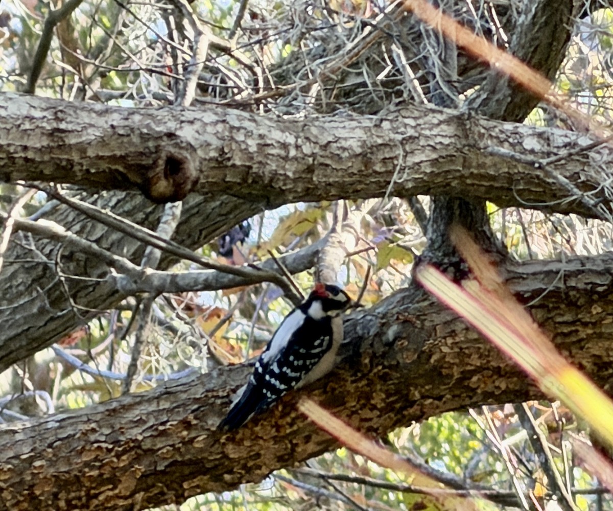 Downy Woodpecker - ML649407747