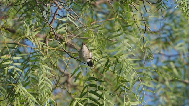 Ruby-throated Hummingbird - ML649407771