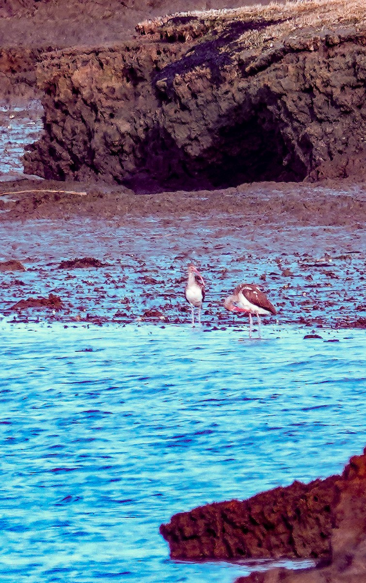 White Ibis - ML649407772