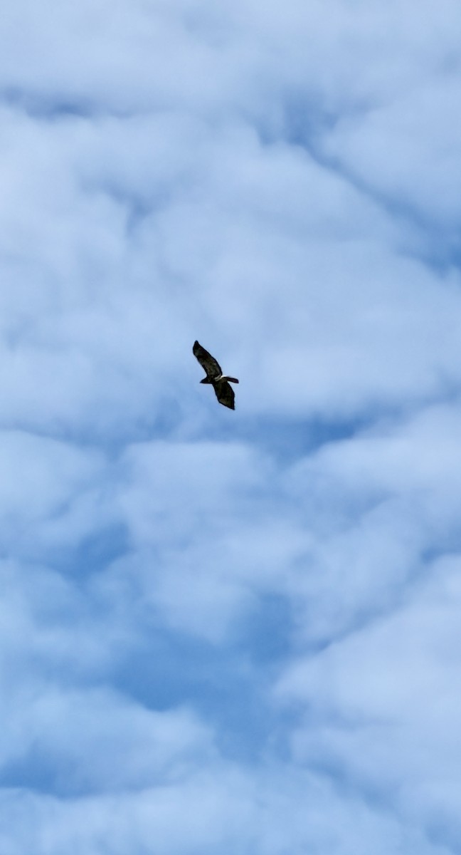 Red-tailed Hawk - ML649407795