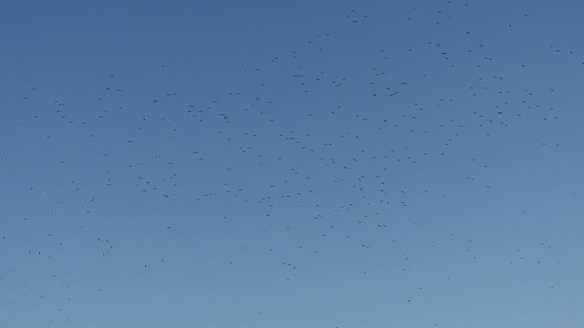 קיווית מצויצת - ML649407802