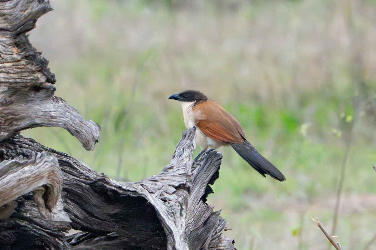 Burchell Kukalı - ML649407943