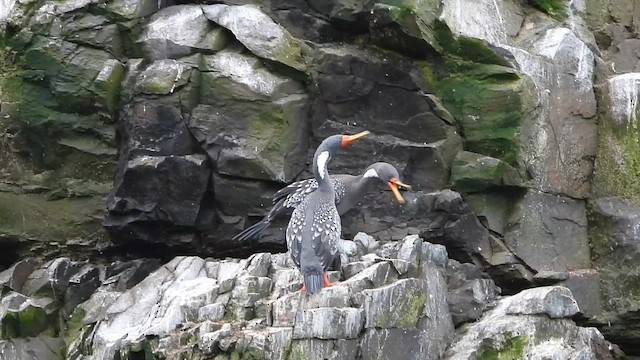 Red-legged Cormorant - ML649408163