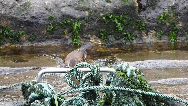 Surf Cinclodes - ML649408366