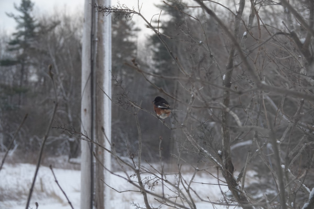 Eastern Towhee - ML649408533