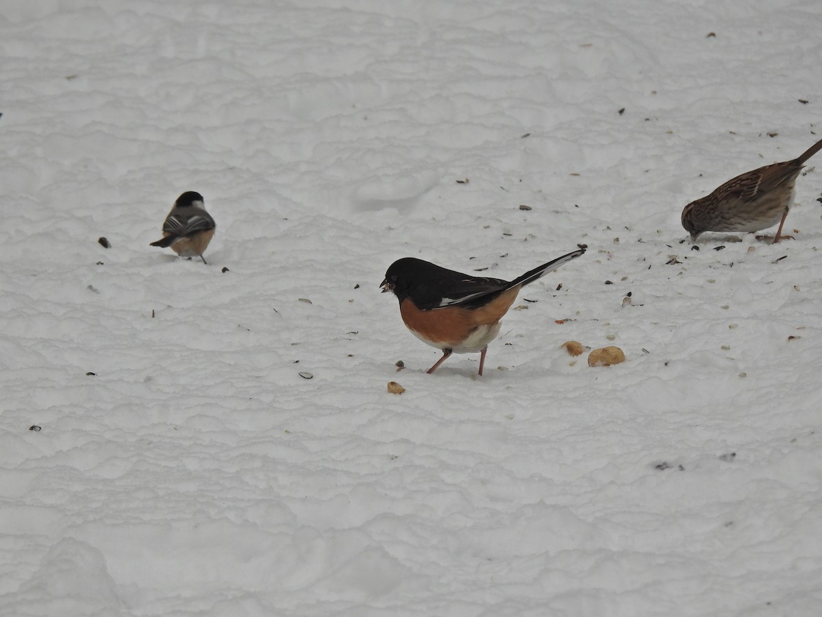 Eastern Towhee - ML649408651