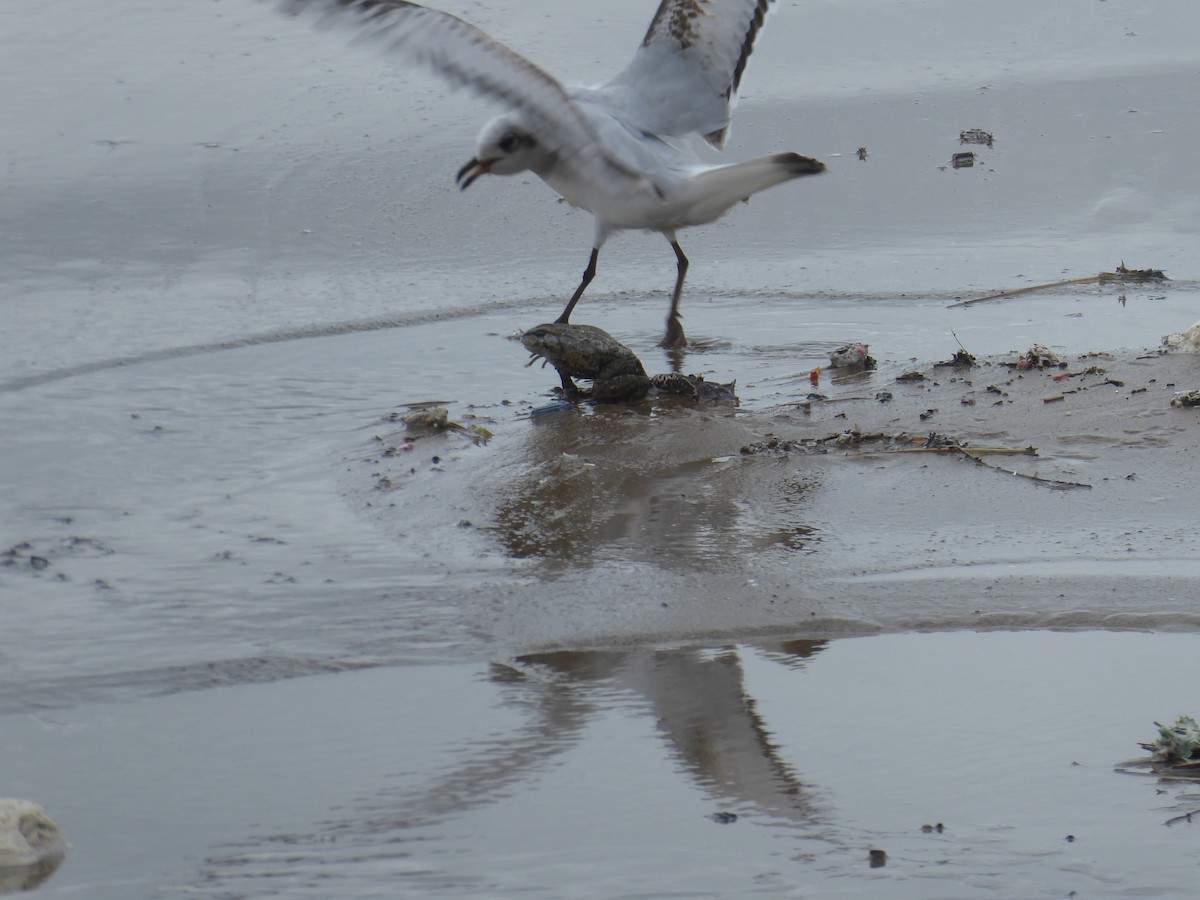 Mediterranean Gull - ML649408661