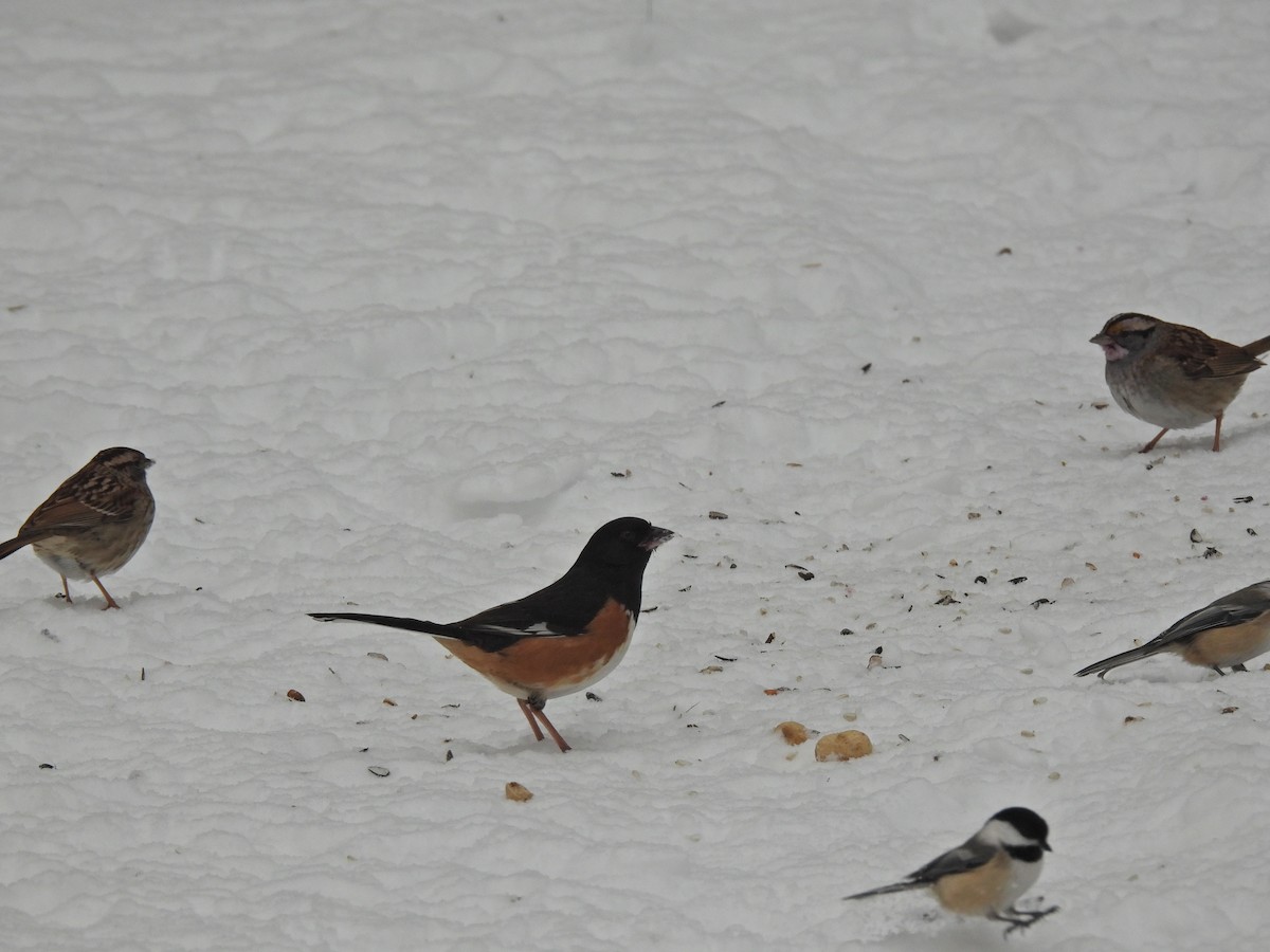 Eastern Towhee - ML649408669