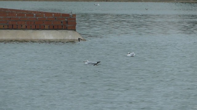 שחף שחור-ראש - ML649408672