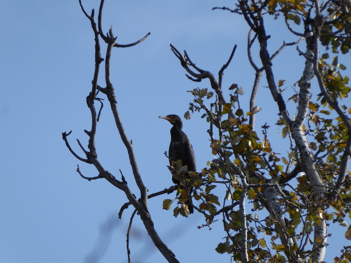 Great Cormorant - ML649408945