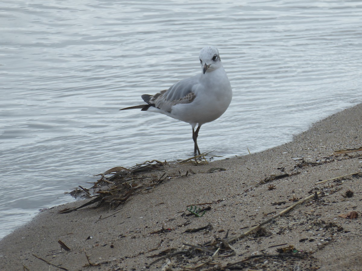 Mediterranean Gull - ML649409163