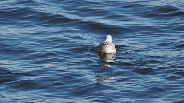 שחף אגמים - ML649409318