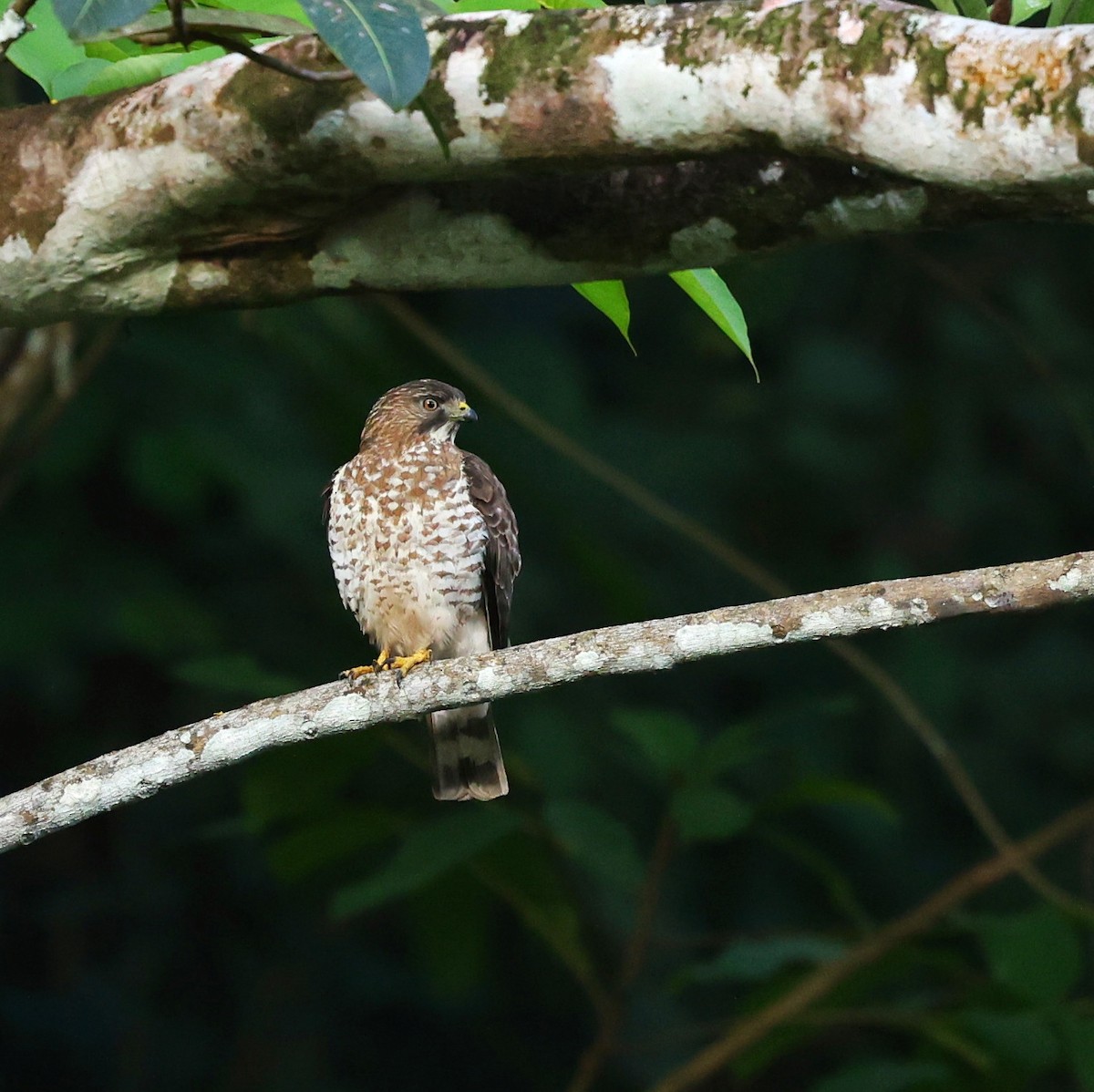 Broad-winged Hawk - Akshay Bharadwaj