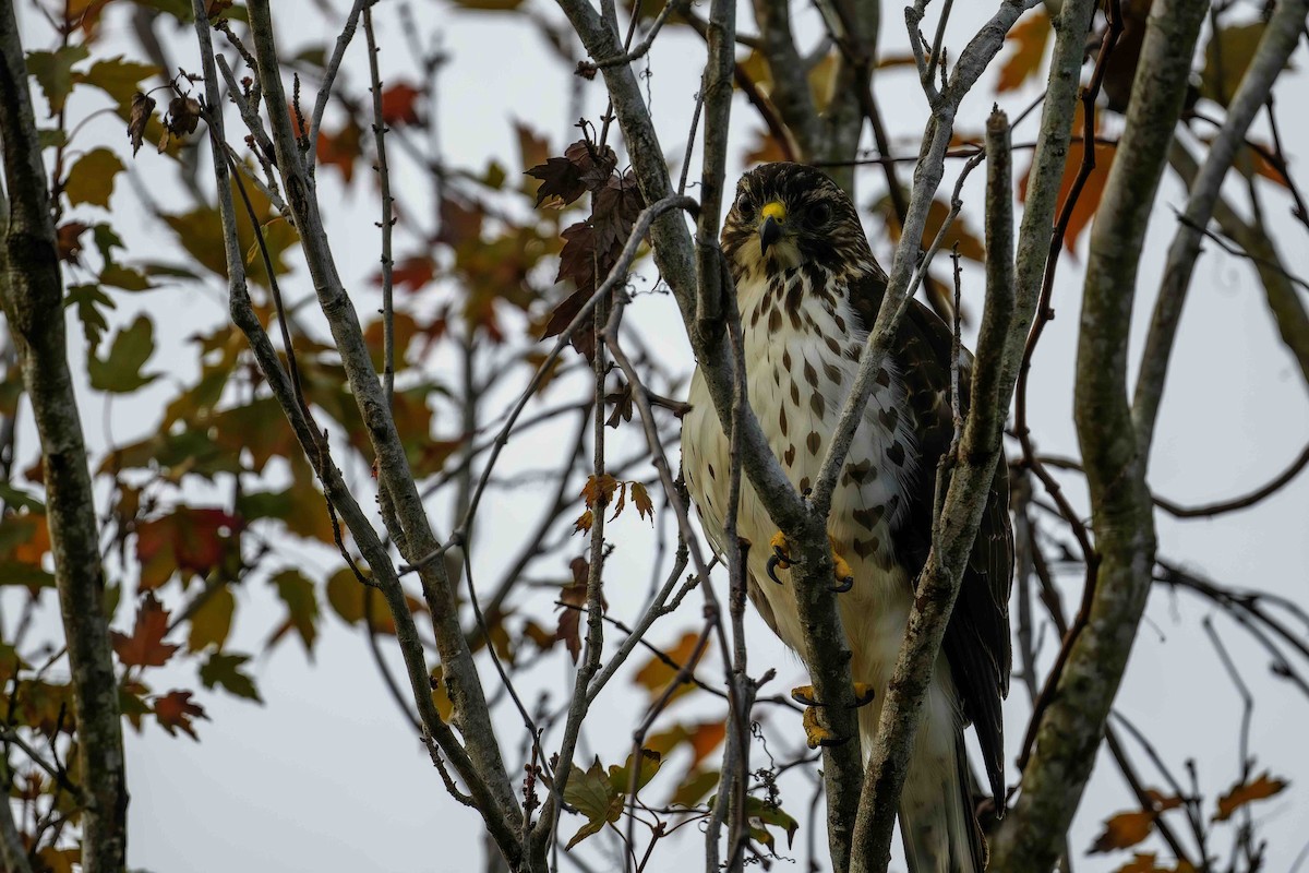 Broad-winged Hawk - Robert Sawyer