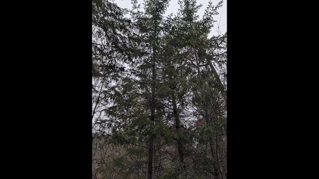 Golden-crowned Kinglet - ML649409499