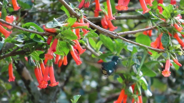 White-bellied Woodstar - ML649409549