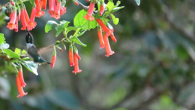 White-bellied Woodstar - ML649409550