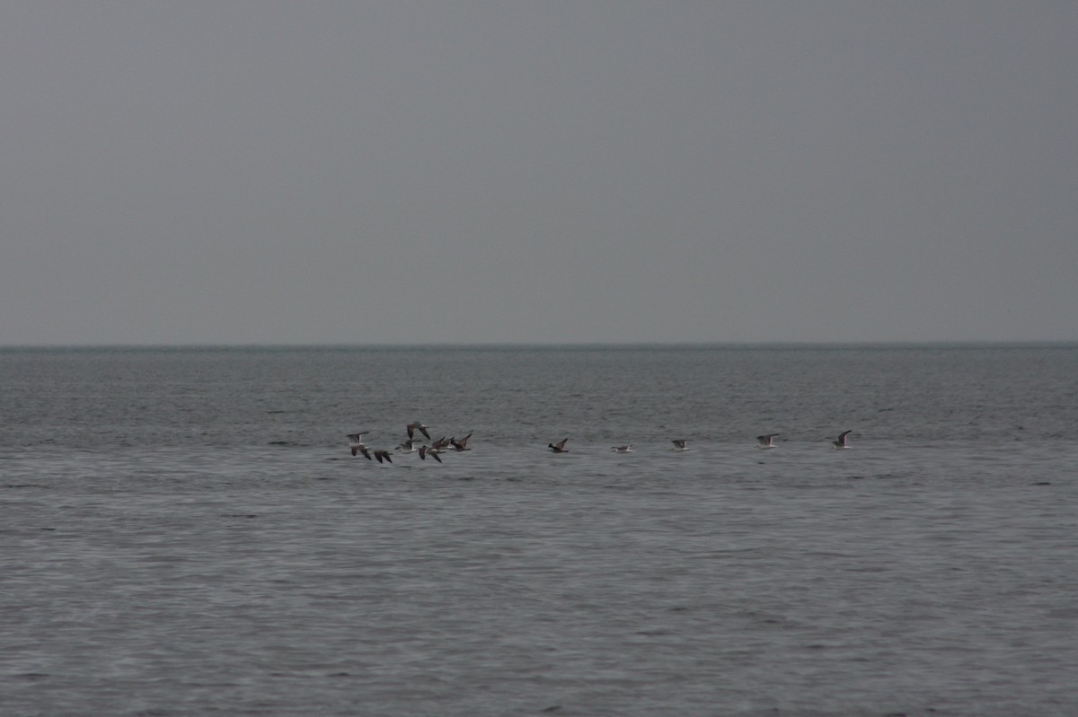 カモメ亜科 - ML649409558